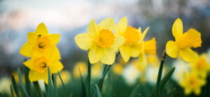 close-up-view-of-daffodil-flowers