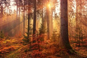 late-afternoon-light-through-autumn-trees